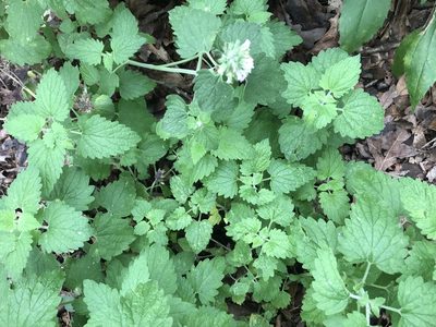 Nepeta cataria, photographed by Rae Bosley