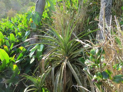 Bromelia antiacantha, photographed by Victor Farjalla Pontes