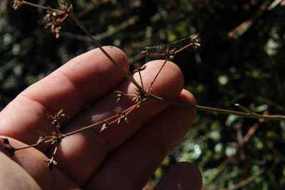 Juncus exsertus, photographed by Tony Rebelo