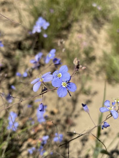 Heliophila arenosa, photographed by Matt Berger