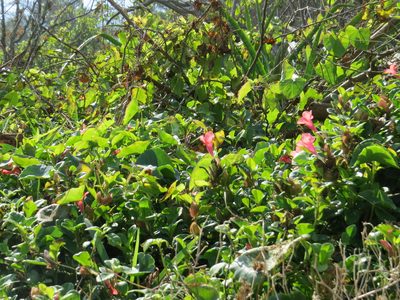 Barleria repens, photographed by Victor Farjalla Pontes