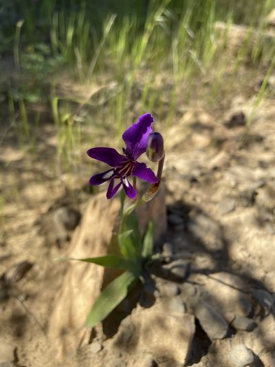 Sparaxis metelerkampiae, photographed by Matt Berger