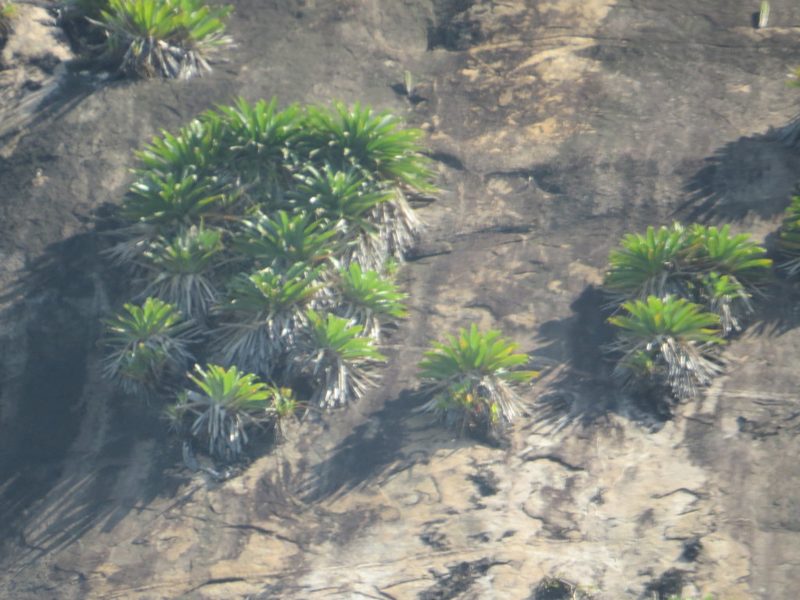 Alcantarea glaziouana, photographed by Victor Farjalla Pontes