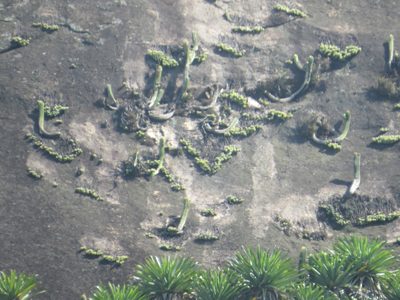 Coleocephalocereus fluminensis, photographed by Victor Farjalla Pontes