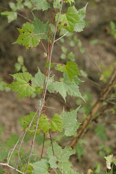 Vitis palmata, photographed by Eric Knight