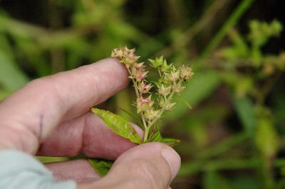 Penthorum sedoides, photographed by Eric Knight