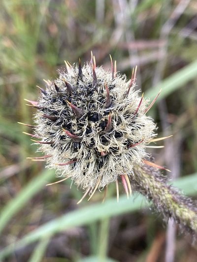 Dasypogon bromeliifolius, photographed by pimelea