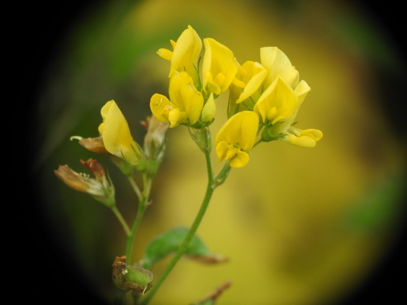 Medicago prostrata, photographed by Yves Bas