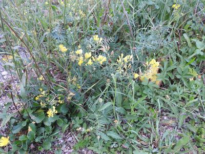 Medicago prostrata, photographed by Yves Bas