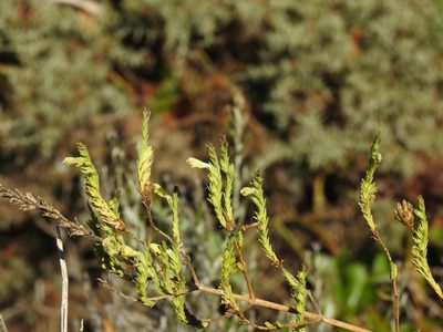 Nothobartsia asperrima, photographed by Duarte Frade