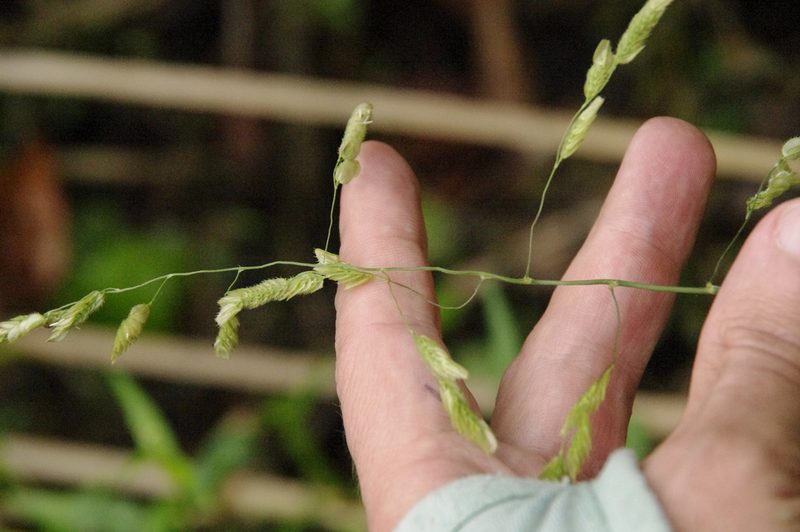 Leersia lenticularis, photographed by Eric Knight