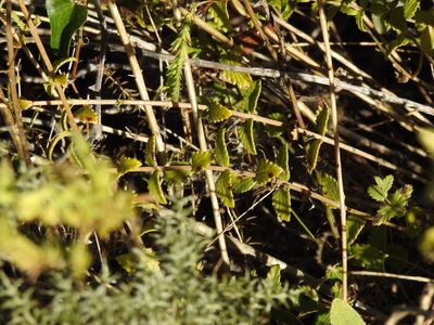 Nothobartsia asperrima, photographed by Duarte Frade