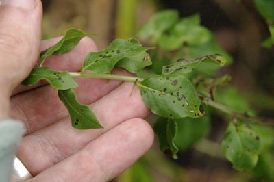 Hydrolea ovata, photographed by Eric Knight