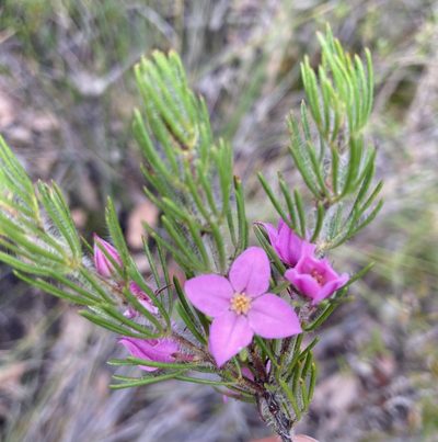 Boronia stricta, photographed by pimelea