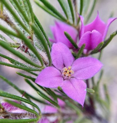 Boronia stricta, photographed by pimelea