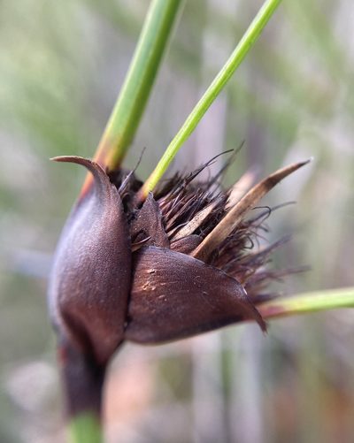 Mesomelaena tetragona, photographed by pimelea