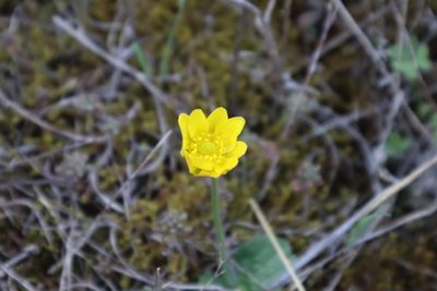 Ranunculus bullatus, photographed by Vicente Lopes