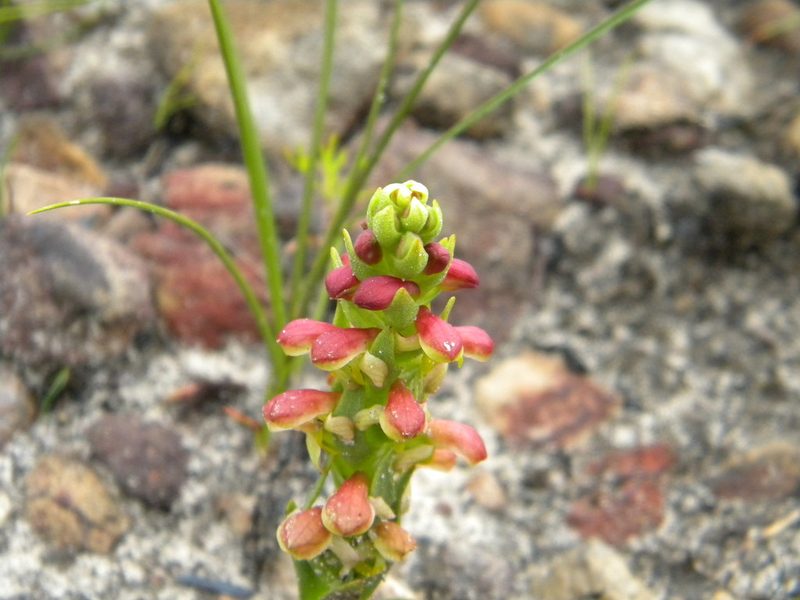 Disa pygmaea, photographed by Tim Kirsten