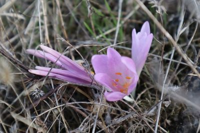 Colchicum lusitanum, photographed by Vicente Lopes