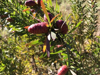 Leucadendron macowanii, photographed by Caroline Voget