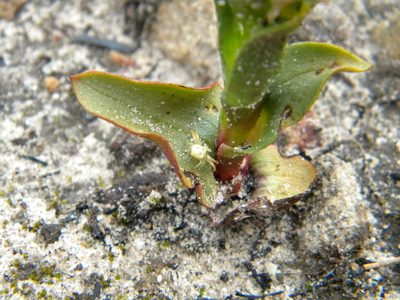 Disa pygmaea, photographed by Tim Kirsten