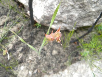 Gladiolus hirsutus, photographed by Tim Kirsten