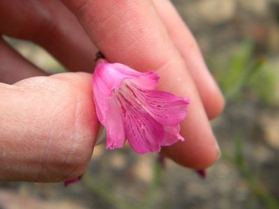 Gladiolus hirsutus, photographed by Tim Kirsten