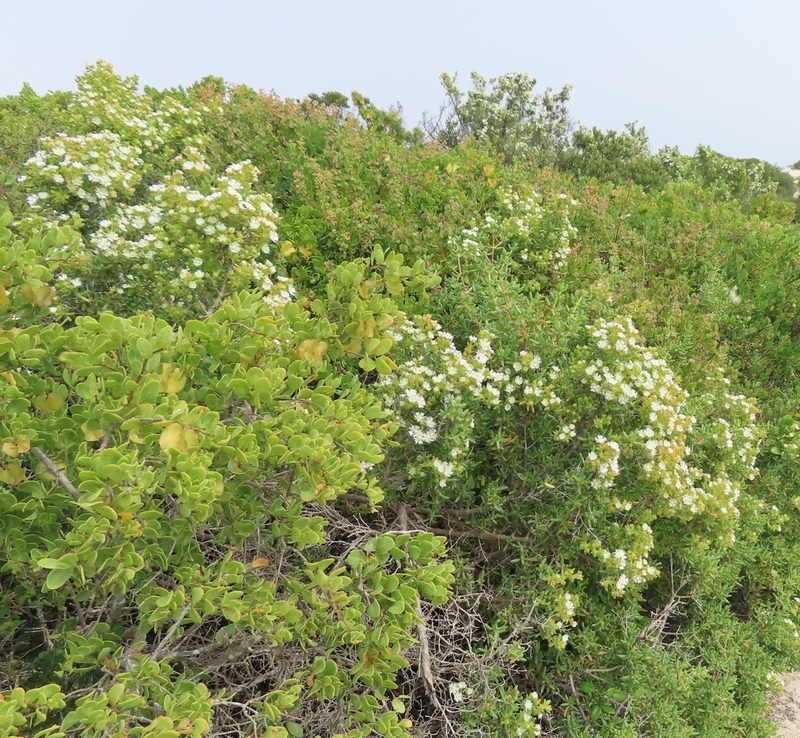 Stoeberia utilis, photographed by linkie