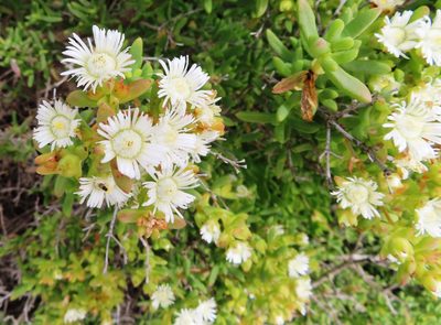 Stoeberia utilis, photographed by linkie