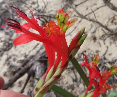 Babiana hirsuta, photographed by linkie