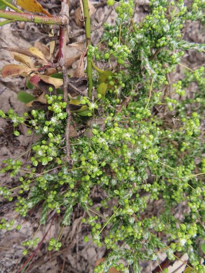 Pharnaceum microphyllum, photographed by linkie