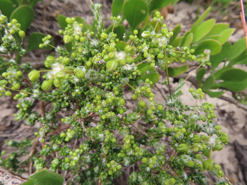 Pharnaceum microphyllum, photographed by linkie