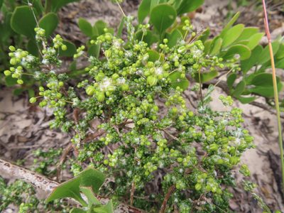 Pharnaceum microphyllum, photographed by linkie