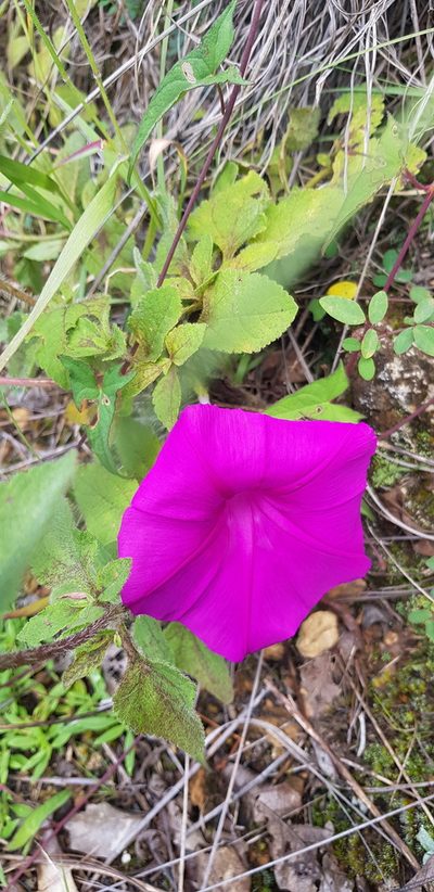 Ipomoea elongata, photographed by Eugenio Padilla