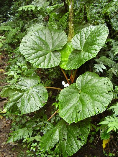 Begonia baccata, photographed by Ricardo Lima