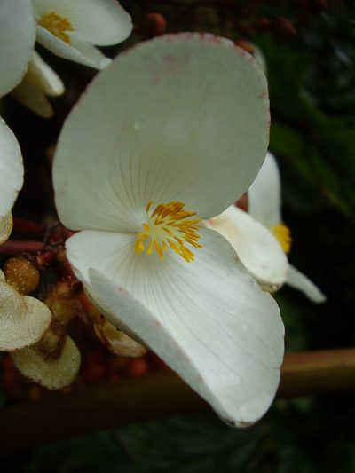Begonia baccata, photographed by Ricardo Lima