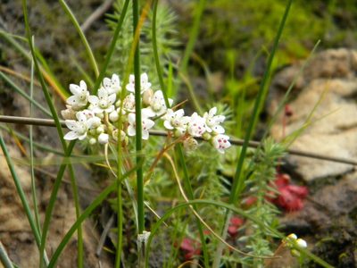 Crassula capensis, photographed by Tim Kirsten