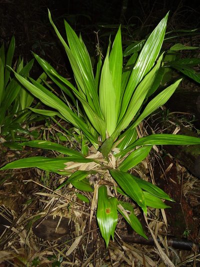 Dracaena arborea, photographed by Ricardo Lima