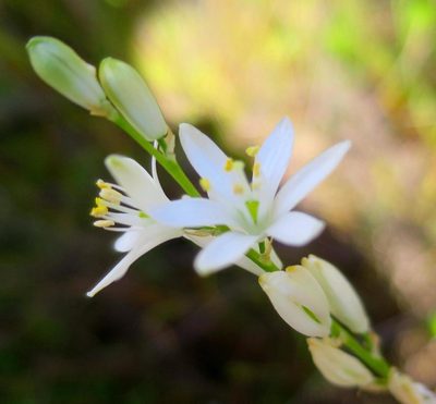 Nicipe graminifolia, photographed by Di Turner