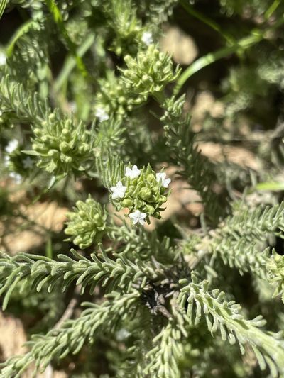 Thesium pubescens, photographed by Matt Berger