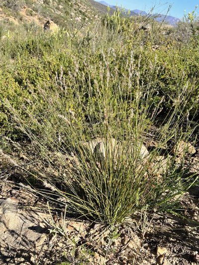Hypodiscus neesii, photographed by Matt Berger