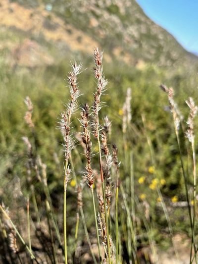 Hypodiscus neesii, photographed by Matt Berger