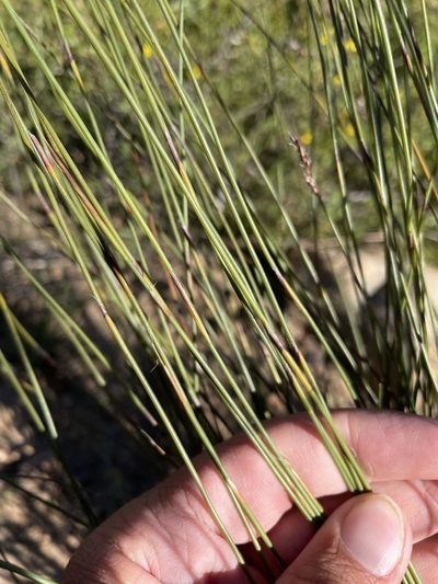 Hypodiscus neesii, photographed by Matt Berger