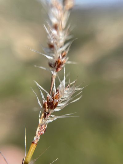 Hypodiscus neesii, photographed by Matt Berger