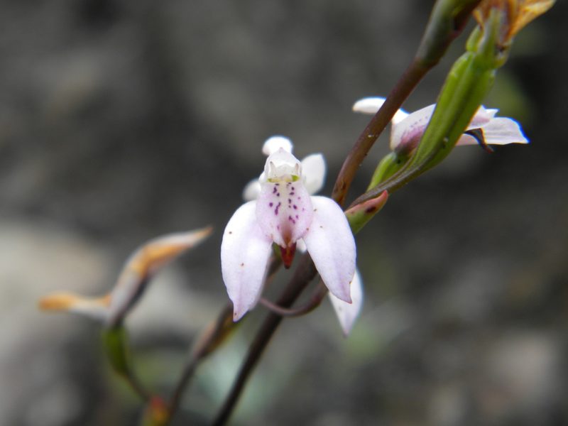 Disa obliqua, photographed by Tim Kirsten