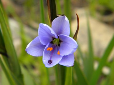 Aristea spiralis, photographed by Tim Kirsten