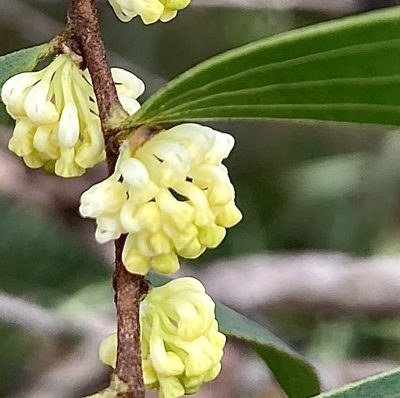 Hakea falcata, photographed by pimelea