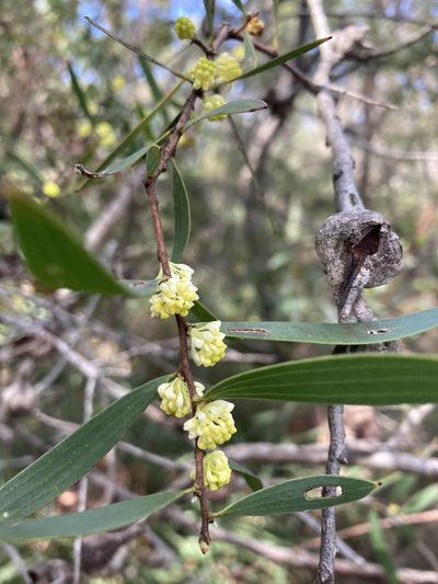 Hakea falcata, photographed by pimelea