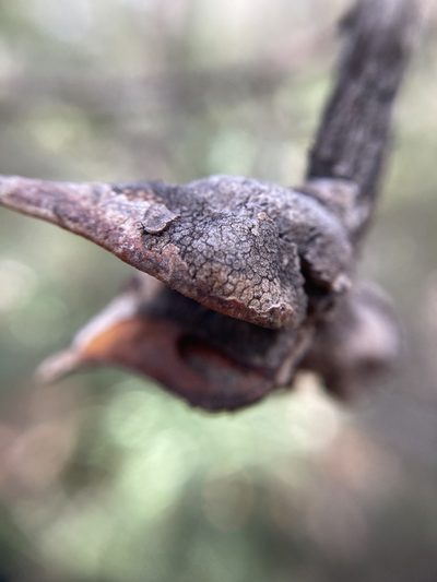 Hakea falcata, photographed by pimelea
