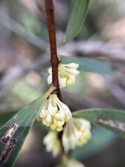 Hakea falcata, photographed by pimelea